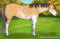 Horse Color:Buckskin Sabino 