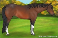Horse Color:Bay Tobiano Rabicano 