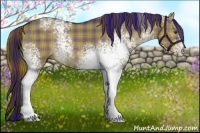 Horse Color:Plaid White Spotted Liver Red Dun Rabicano