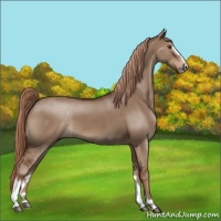 Horse Color:Liver Red Dun Sabino