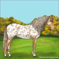 Horse Color:Palomino Near Leopard