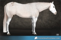 Horse Color:Bay Roan Dun Splash Appaloosa Rabicano Brindle 