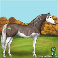Horse Color:Silver Black Splash Rabicano 