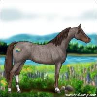 Horse Color:Liver Red Roan 