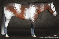 Horse Color:White Spotted Brown Roan Rabicano 