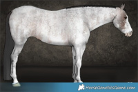 Horse Color:White Spotted Brown Roan Rabicano 