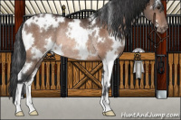 Horse Color:White Spotted Brown Appaloosa Rabicano 