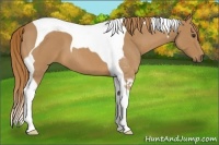 Horse Color:Red Roan Tobiano 