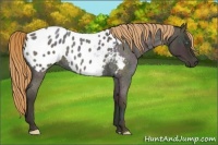 Horse Color:Midnight Smoky Blue Roan Pearl Appaloosa