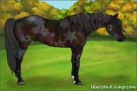 Horse Color:Midnight Bay Ice 