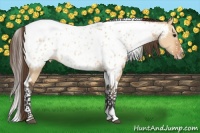 Horse Color:Bay Dun Splash Tobiano Near Leopard 