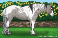 Horse Color:Grullo Roan Splash Tobiano