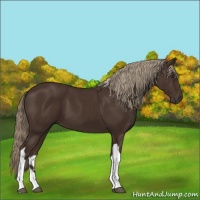 Horse Color:Liver Chestnut Tobiano