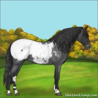 Horse Color:Blue Roan Near Fewspot 
