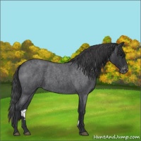 Horse Color:Blue Roan Varnish 