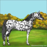 Horse Color:Blue Roan Tobiano Appaloosa