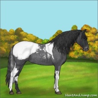 Horse Color:Blue Roan Tobiano Snowcap 