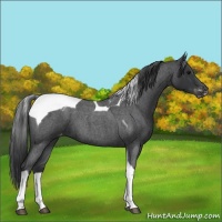 Horse Color:Blue Roan Tobiano Appaloosa 