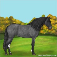 Horse Color:Blue Roan Varnish 