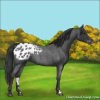 Horse Color:Blue Roan Blanket Rabicano 