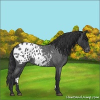 Horse Color:Blue Roan Appaloosa 