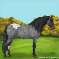 Horse Color:Blue Roan Appaloosa 