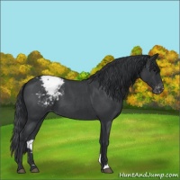 Horse Color:Blue Roan Appaloosa 