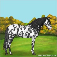 Horse Color:Blue Roan Appaloosa