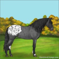 Horse Color:Blue Roan Appaloosa 