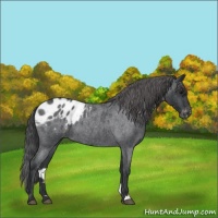 Horse Color:Blue Roan Appaloosa 
