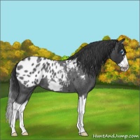 Horse Color:Blue Roan Splash Frame Appaloosa 