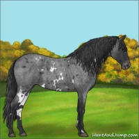 Horse Color:White Spotted Blue Roan Varnish 