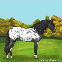 Horse Color:Blue Roan Near Leopard 