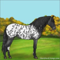 Horse Color:Blue Roan Near Leopard 