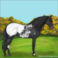 Horse Color:Blue Roan Appaloosa 