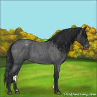 Horse Color:Blue Roan Appaloosa 