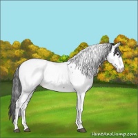 Horse Color:Blue Roan Fewspot 
