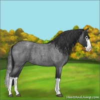 Horse Color:Blue Roan Splash Varnish 
