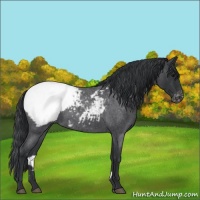 Horse Color:Blue Roan Snowcap 