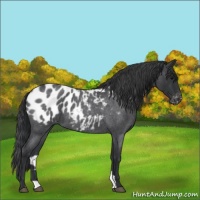 Horse Color:Blue Roan Appaloosa