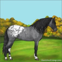 Horse Color:Blue Roan Varnish 