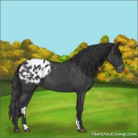 Horse Color:Blue Roan Appaloosa 