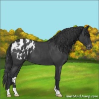 Horse Color:Blue Roan Appaloosa