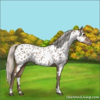 Horse Color:Silver Blue Roan Near Leopard 