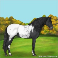 Horse Color:Blue Roan Appaloosa 