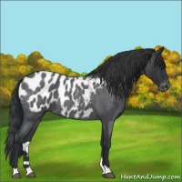 Horse Color:Blue Roan Appaloosa 
