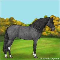 Horse Color:Blue Roan Varnish 