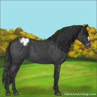 Horse Color:Blue Roan Varnish 
