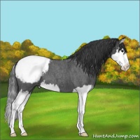 Horse Color:Blue Roan Splash Snowcap 