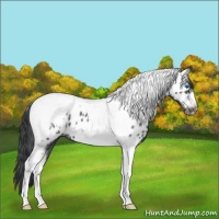 Horse Color:Blue Roan Tobiano Frame Near Leopard 